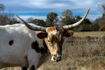 cow on a farm