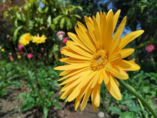 View of the Barberton daisy blooming against the backdrop of a colorful flower garden