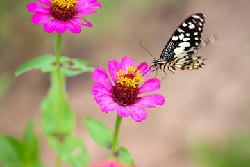 Pink zinnia violacea flower with yellow pollen blooming and single butterfly drinking nectar in garden outdoor background