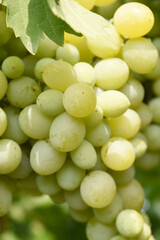 Close up of grapes hanging on Vine, Hanging grapes. Grape farming. Grapes farm. Tasty green grape bunches hanging on branch. Grapes With Selective Focus on the subject, Chakwal, Punjab, Pakistan