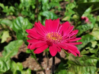 View of the Barberton daisy blooming against the backdrop of a colorful flower garden