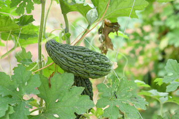 Bitter gourd or Green Bitter gourd hanging from a tree on a vegetable farm, ripe bitter gourd...