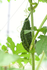 Bitter gourd or Green Bitter gourd hanging from a tree on a vegetable farm, ripe bitter gourd...