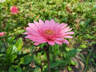 Obraz premium View of the Barberton daisy blooming against the backdrop of a colorful flower garden