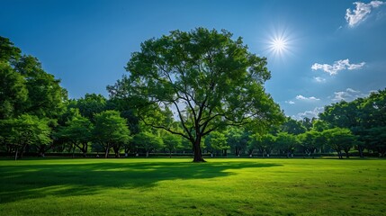 Fototapeta premium green tree public park garden color blue sky sunshine : Generative AI