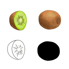 Watercolor kiwi whole, half in section, silhouette, outline isolated on a white background