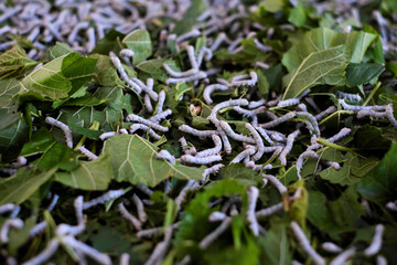 close-up silkworm larvae on fresh mulberry leaves. The small, wh
