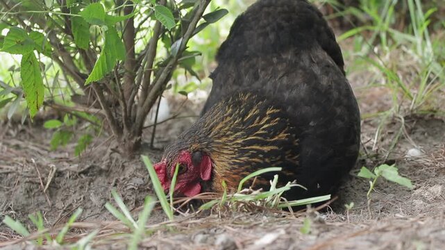 Slow Motion shot of an Olive 
Egger Chicken Dust Bathing Outside