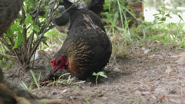 Slow Motion shot of an Olive 
Egger Chicken Standing on Bare Dirt Outside with a Chicken Walking in Front