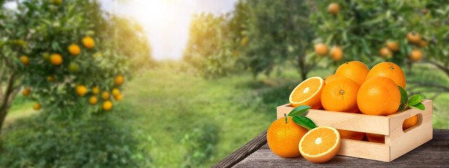orange fruit in garden