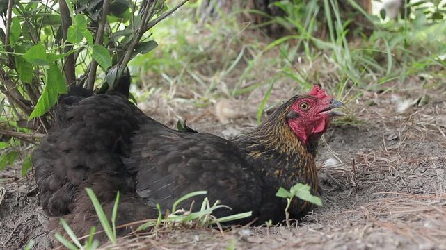Slow Motion shot of a Tired Olive Egger Chicken Resting in a Dust Bath in the Shade Outside