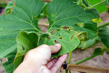 Pumpkin leaves are attacked by pests, have holes and turn yellow