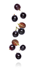 Black grape
