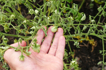 Farmer's hands examining young cherry tomato plants affected by pests