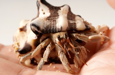 Fingers holding a hermit crab, gray with black eyes, in a striped white and brown shell, photographed against a white background.