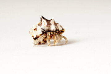 Close-up of a gray hermit crab with black eyes in a striped white and dark brown shell,...