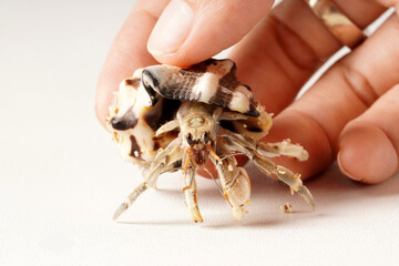 Fingers holding a hermit crab, gray with black eyes, in a striped white and brown shell, photographed against a white background.