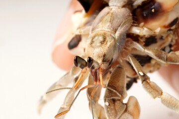 Fingers holding a hermit crab, gray with black eyes, in a striped white and brown shell, photographed against a white background.