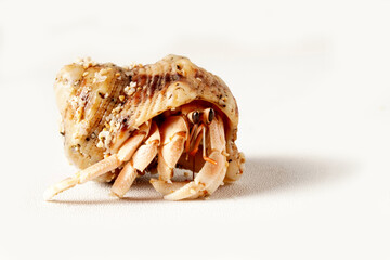 Close-up of a light yellowish-orange hermit crab with black eyes, in a brown shell with black patterns, photographed against a white background. Scientific name: Paguroidea.