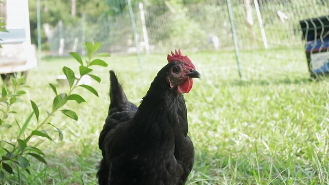 Slow Motion shot of a Black Australorp Chicken Standing in the Shade Outside on a Bright Sunny Day