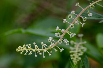 アメリカヤマゴボウの花02