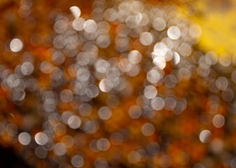 Light phantasmagoria in the apiary.
A random shot of light reflected by the surface of honey.
