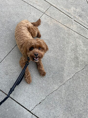 dog on the street