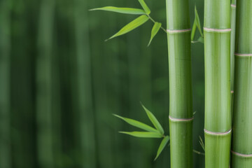 Naklejka premium Close-up view of vibrant green bamboo stalks with fresh leaves, conveying a sense of tranquility and nature.