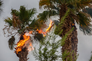 Lightning Strike and Palm Tree Fire: Nature's Dramatic Clash