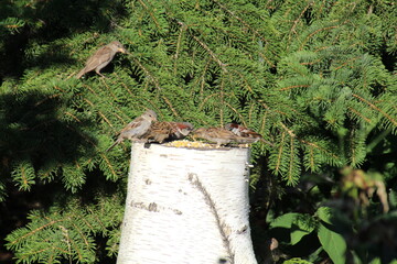 The Birds Feeding At Log
