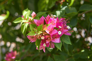 Beautiful red flowers native to Japan with green leaves from the Asian continent