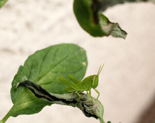 Green Insects in the Garden: Nature’s Hidden Gems