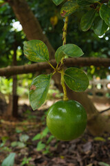 Avocado fruit on the tree, photographed under the tree.