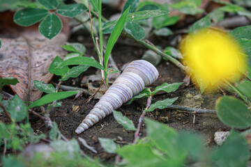 Hay un caracol entre las plantas