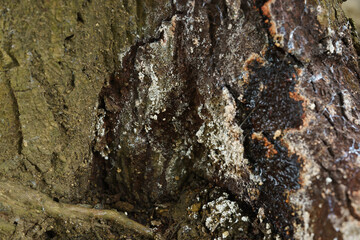 Phytophthora Canker.Phytophthora canker is another serious disease that affects avocado trees.