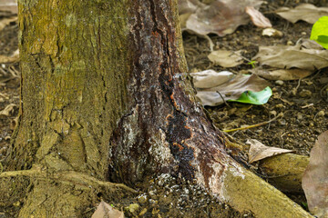 Phytophthora Canker.Phytophthora canker is another serious disease that affects avocado trees.