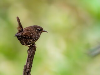森の中で枯れ木に留まって周りを見渡しているミソサザイ