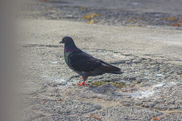 La paloma está caminando en la calle