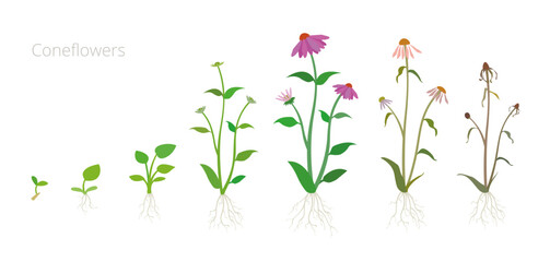 Vector Illustration of cornflower Growth Stages. Include wilted and dried plants