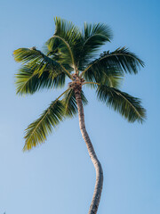 palm tree on sky