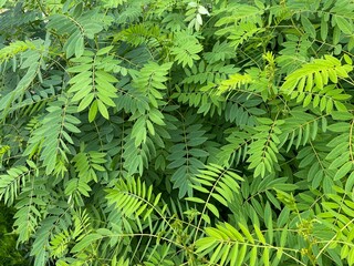 green fern background