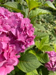 pink hydrangea flowers