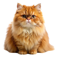 Fototapeta premium Red persian cat isolated on transparent background
