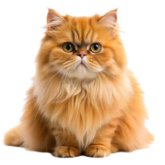 Red persian cat isolated on transparent background