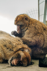 Barbary macaques in Gibraltar