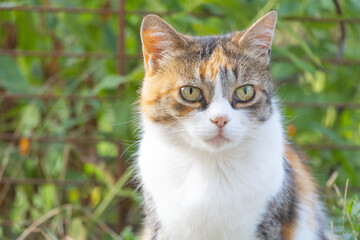 A tricolored calico cat sitting in the garden, in a close up portrait photo, looking at the camera in an eye level shot with natural light on a sunny day