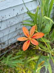 orange tiger lily