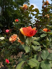 orange rose in garden