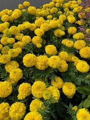 yellow marigold flowers in the garden