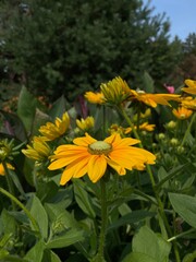 yellow flowers in the garden